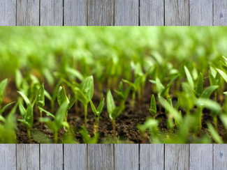 A patch of soil with some sprouts poking through.